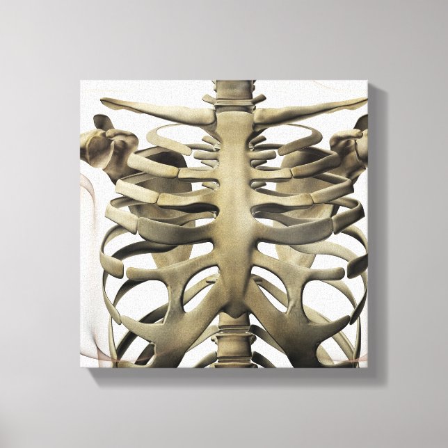3D View Of Female Sternum And Rib Cage Canvas Print (Front)