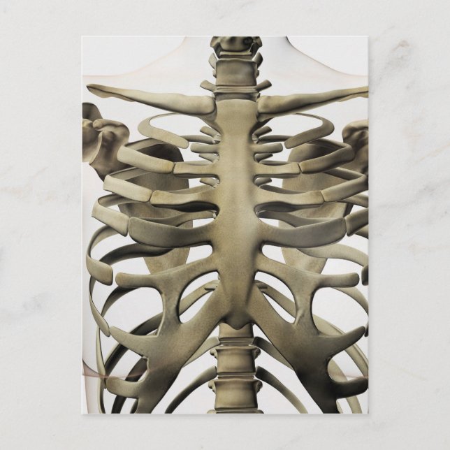 3D View Of Female Sternum And Rib Cage Postcard (Front)