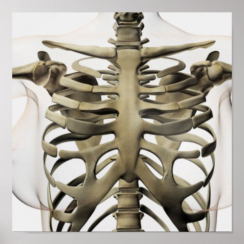 3D View Of Female Sternum And Rib Cage Poster