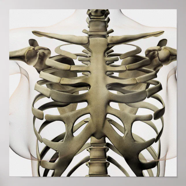 3D View Of Female Sternum And Rib Cage Poster | Zazzle