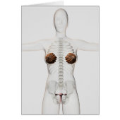 3D View Of The Female Reproductive System (Front)