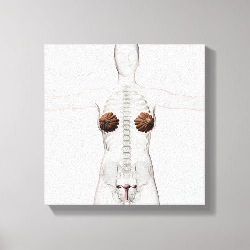 3D View Of The Female Reproductive System Canvas Print
