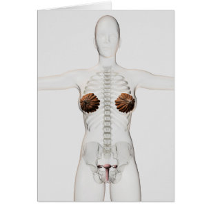 3D View Of The Female Reproductive System Cards