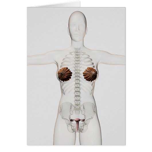 3D View Of The Female Reproductive System Cards (Front)