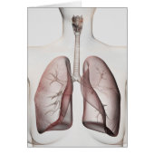 3D View Of The Female Respiratory System 1 (Front)