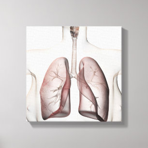 3D View Of The Female Respiratory System 1 Canvas Print