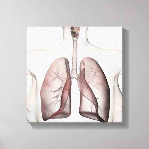 3D View Of The Female Respiratory System 1 Canvas Print