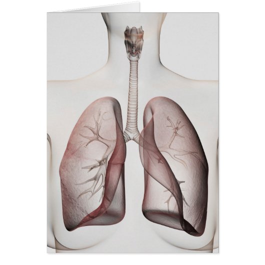 3D View Of The Female Respiratory System 1 Cards (Front)