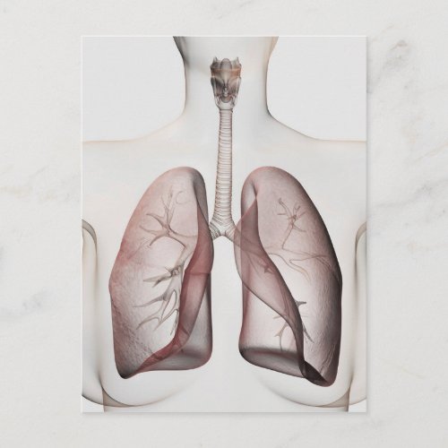 3D View Of The Female Respiratory System 1 Postcard