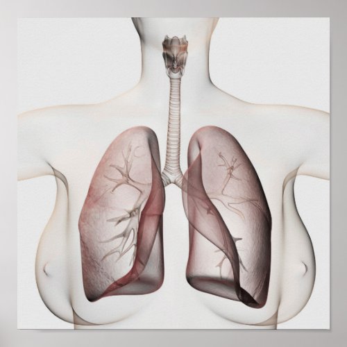 3D View Of The Female Respiratory System 1 Poster
