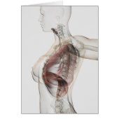 3D View Of The Female Respiratory System 2 (Front)