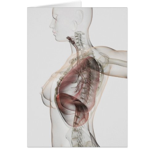 3D View Of The Female Respiratory System 2