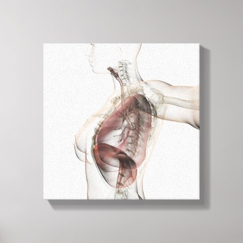 3D View Of The Female Respiratory System 2 Canvas Print