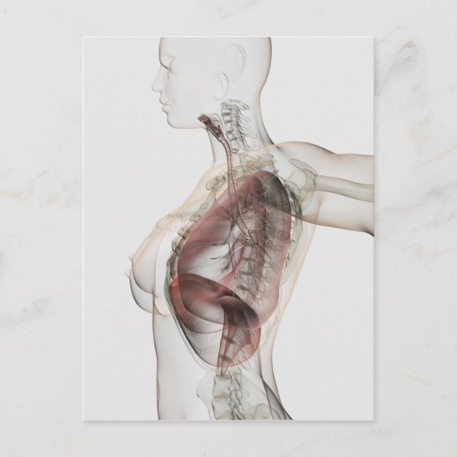 3D View Of The Female Respiratory System 2 Postcard (Front)