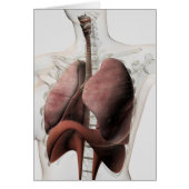 3D View Of The Female Respiratory System 3 (Front)