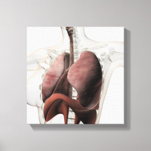 3D View Of The Female Respiratory System 3 Canvas Print