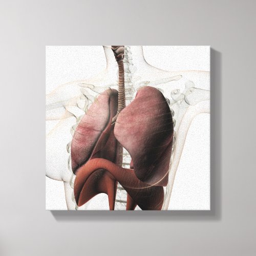 3D View Of The Female Respiratory System 3 Canvas Print