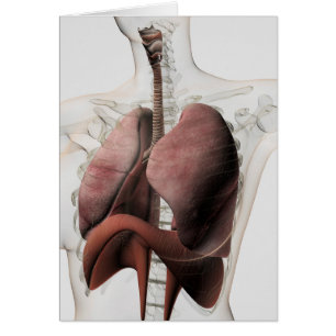 3D View Of The Female Respiratory System 3 Cards