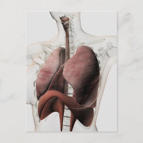 3D View Of The Female Respiratory System 3 Postcard