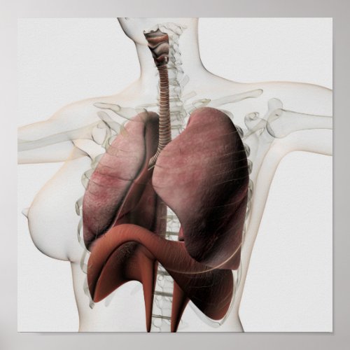 3D View Of The Female Respiratory System 3 Poster