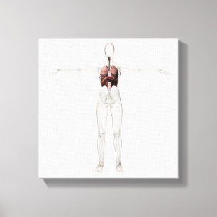 3D View Of The Female Respiratory System Canvas Print