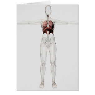 3D View Of The Female Respiratory System Cards