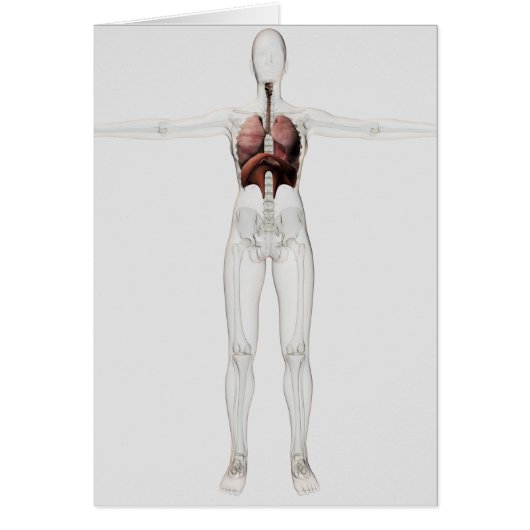 3D View Of The Female Respiratory System Cards (Front)