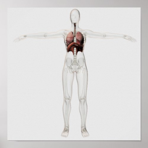 3D View Of The Female Respiratory System Poster