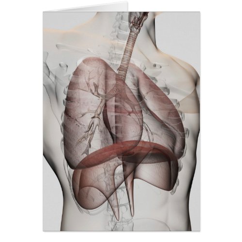 3D View Of The Male Respiratory System