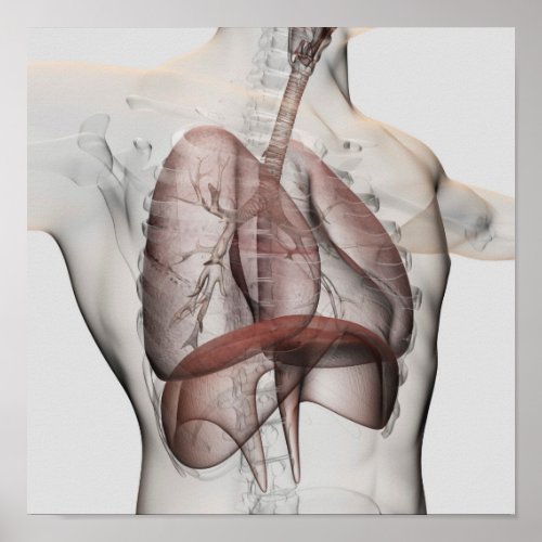 3D View Of The Male Respiratory System Poster