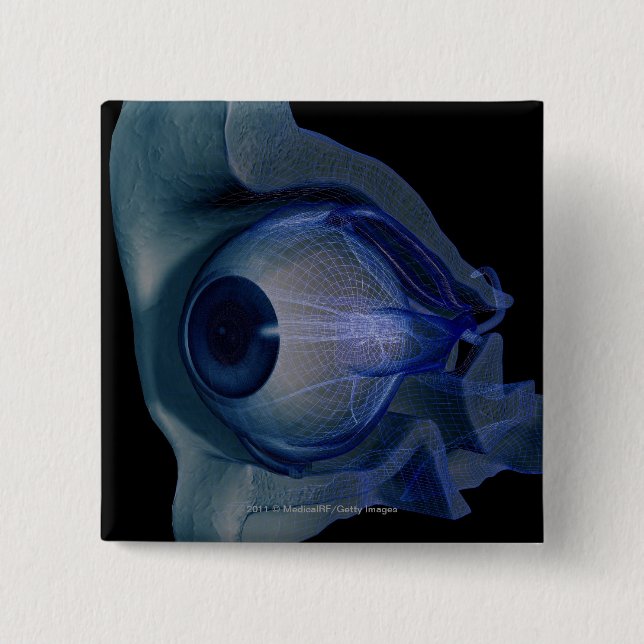3d wireframe of the eye muscles in a socket pinback button (Front)