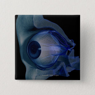 3d wireframe of the eye muscles in a socket pinback button