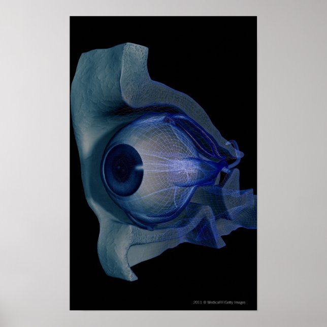 3d wireframe of the eye muscles in a socket poster (Front)