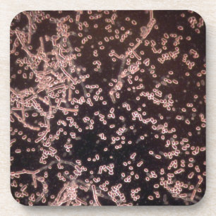 3D Yeast microscopic wet mount Beverage Coaster