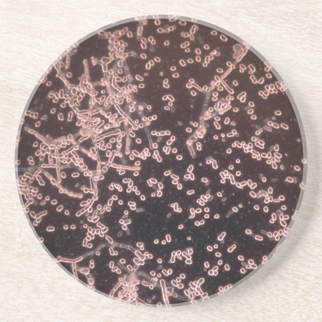 3D Yeast microscopic wet mount Sandstone Coaster (Front)