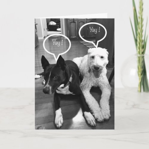 40th BIRTHDAY HUMOR FROM A COUPLE OF PUPS Card