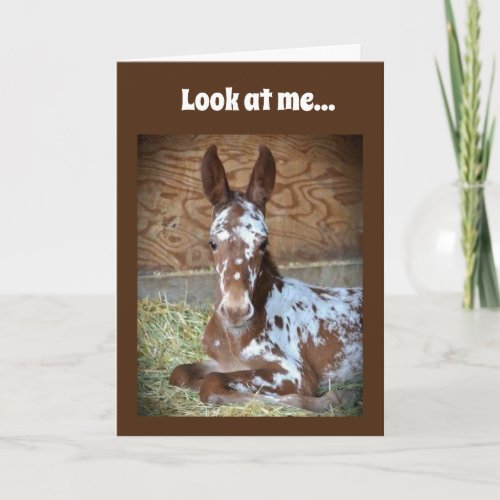 40th BIRTHDAY WISH FROM A COMEDIC HORSE Card