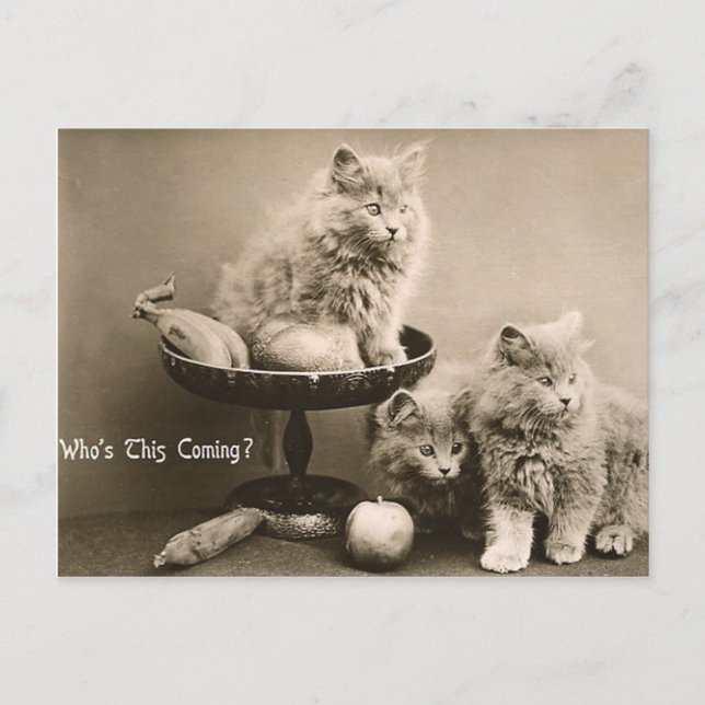 44 Pets Postcard (Front)