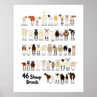 46 breeds of sheep poster