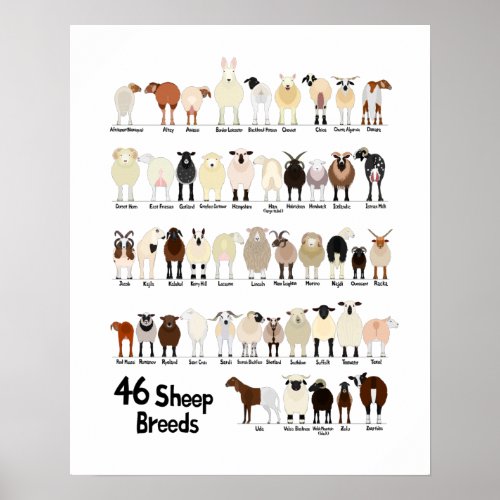 46 breeds of sheep poster