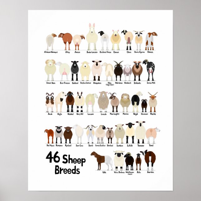 46 breeds of sheep poster (Front)