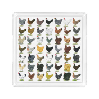 49 Chicken Hens Acrylic Tray