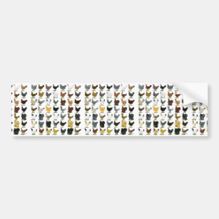 49 Chicken Hens Bumper Sticker