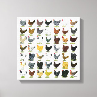 49 Chicken Hens Canvas Print