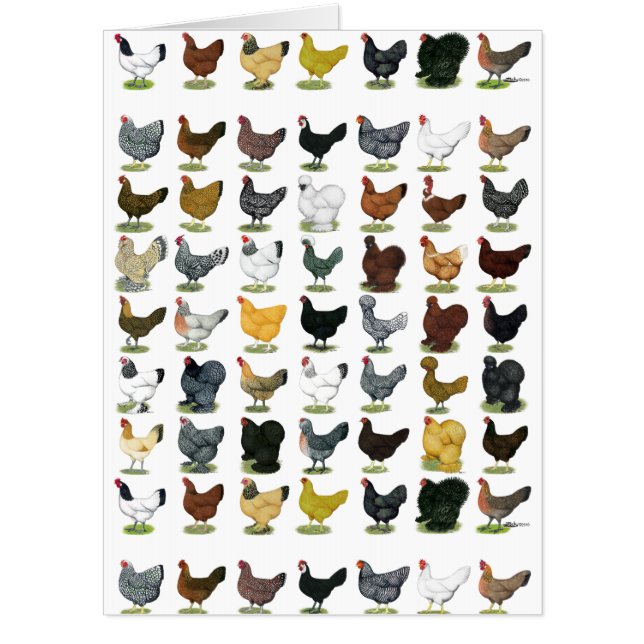 49 Chicken Hens Card (Front)