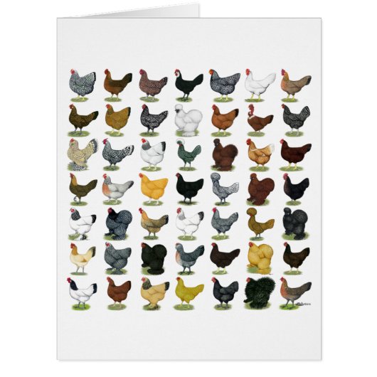 49 Chicken Hens Cards (Front)