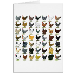 49 Chicken Hens Cards