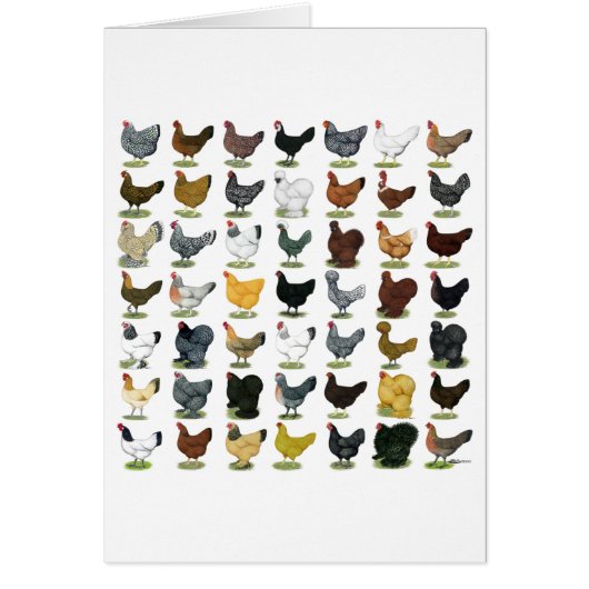 49 Chicken Hens Cards (Front)