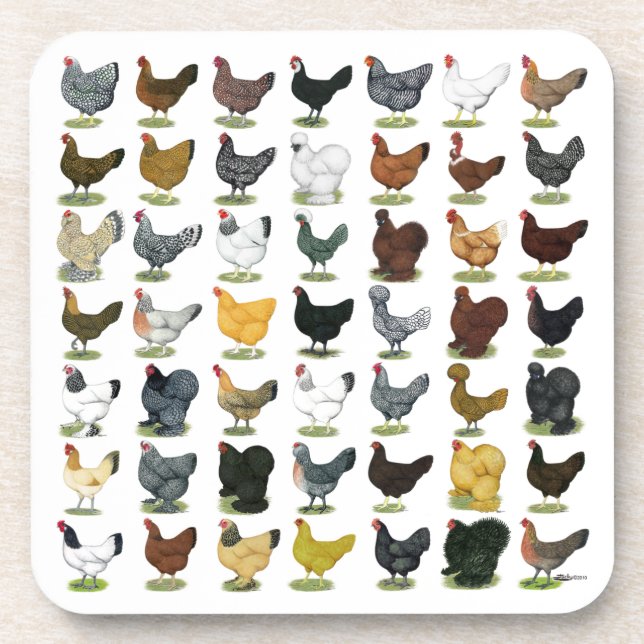 49 Chicken Hens Drink Coaster (Front)