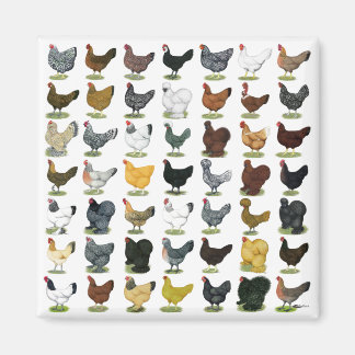 49 Chicken Hens Magnet